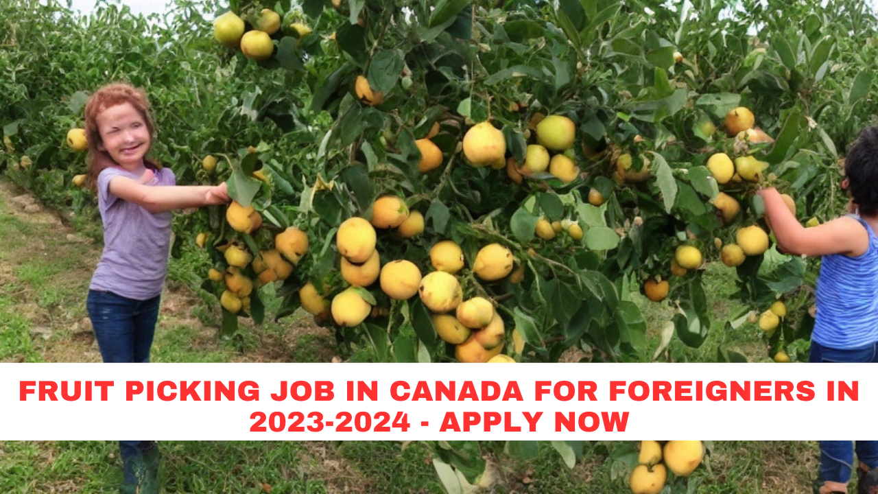 Fruit Picking job in Canada For Foreigners in 2023-2024 - Apply Now