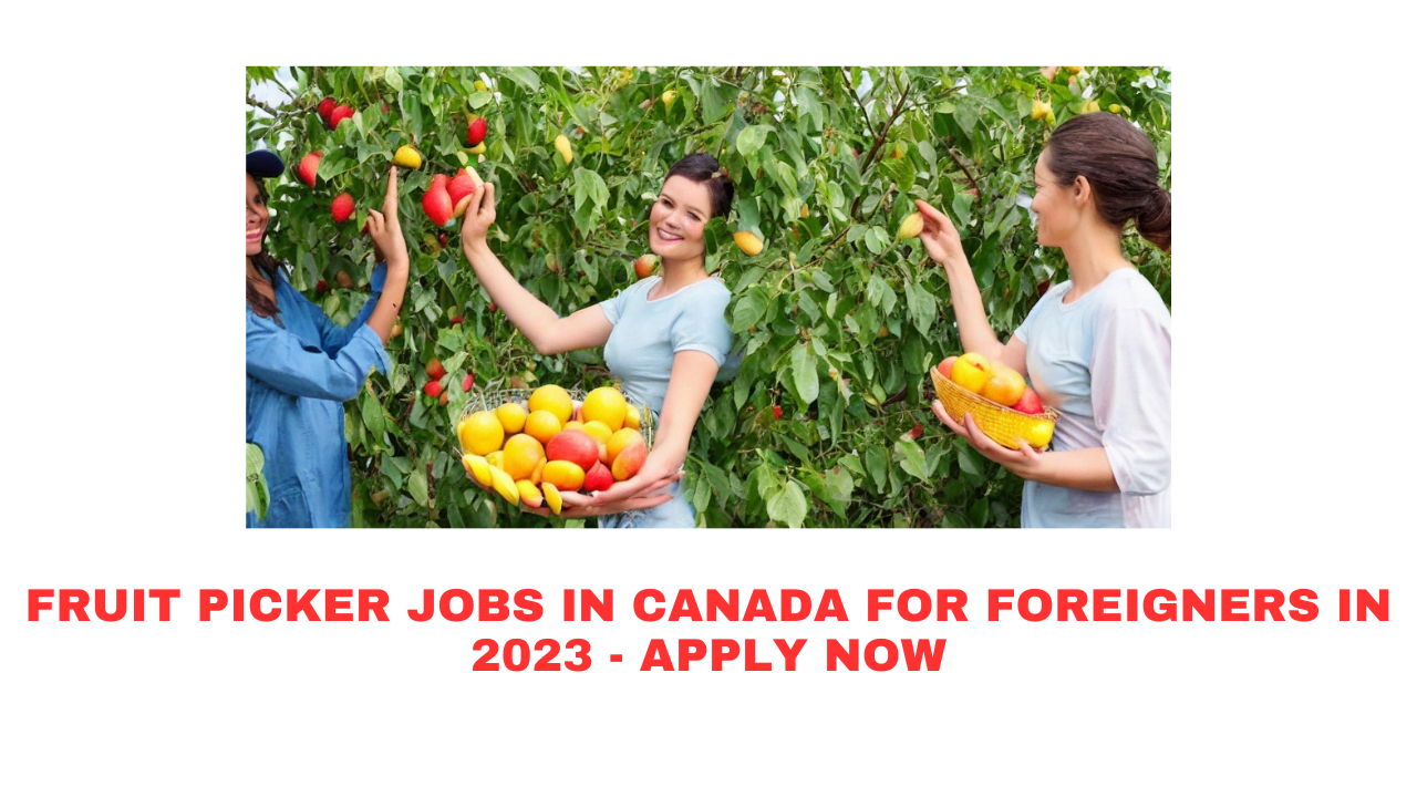 Fruit Picker Jobs in Canada For Foreigners in 2023 - Apply Now